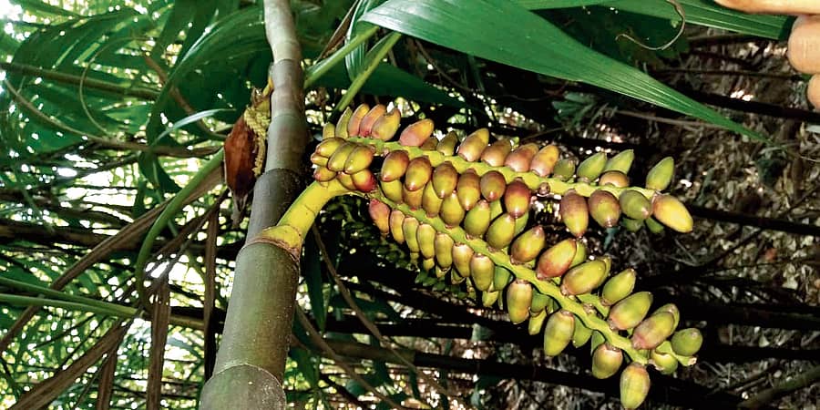 ಪಾಂಡವರ ಅಡಿಕೆ