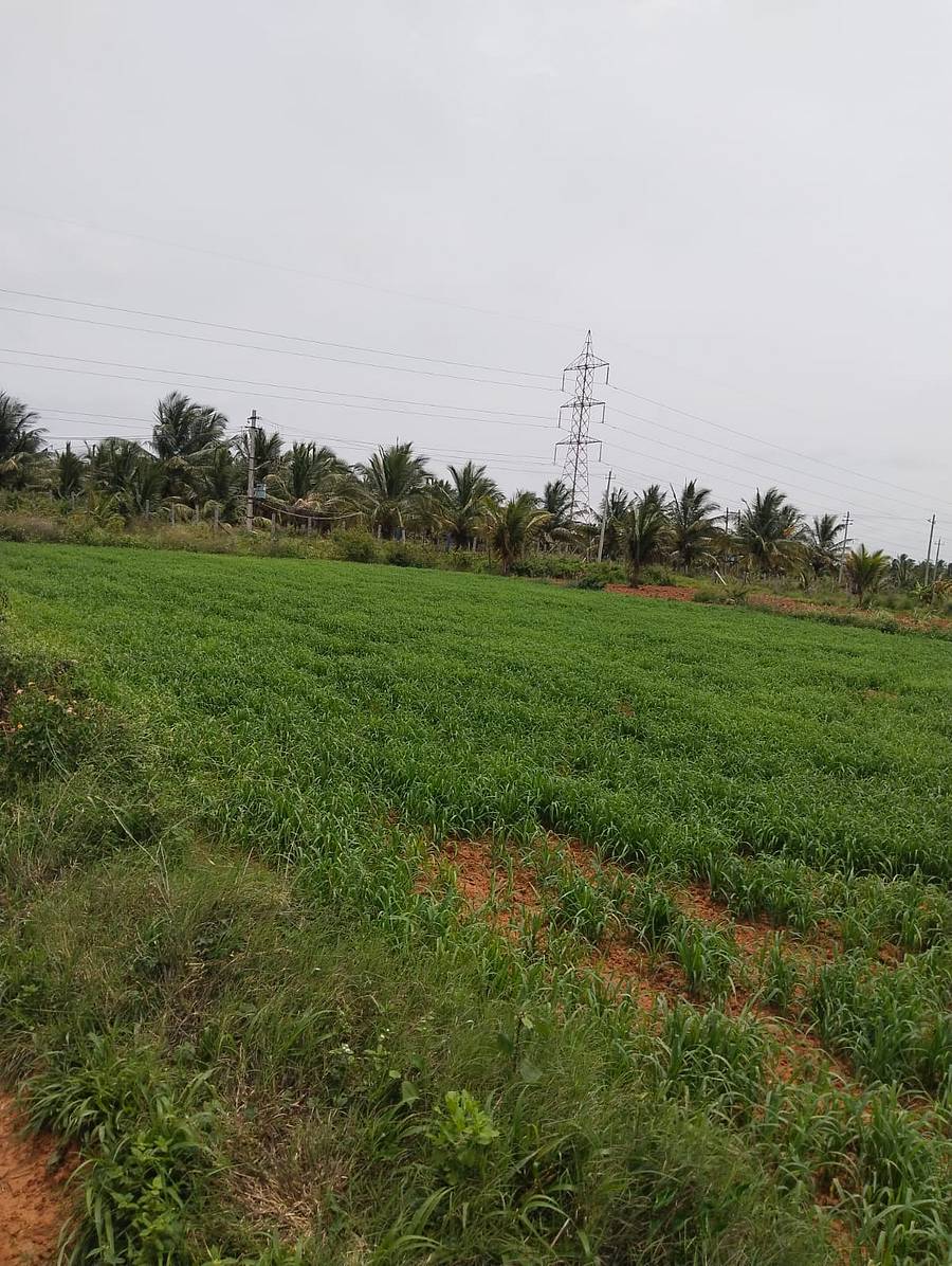 ರೈತರ ಹೊಲದಲ್ಲಿ ರಾಗಿ ಬೆಳೆ