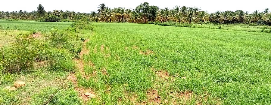 ಬಾಣಸಂದ್ರ ಸಮೀಪದ ಹೊಲದಲ್ಲಿ ರಾಗಿ ಪೈರು ಹಸಿರಾಗಿದೆ