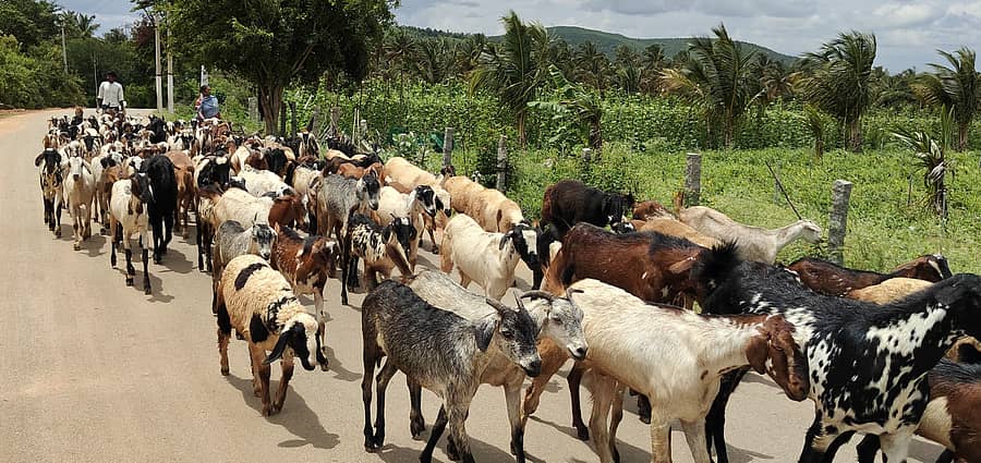 ಜಾನುವಾರುಗಳೊಂದಿಗೆ ರೈತರು