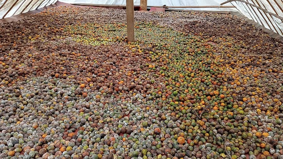 ಜೊಯಿಡಾ ತಾಲ್ಲೂಕಿನ ಹುಡಸಾದಲ್ಲಿ ಕೊಳೆರೋಗಕ್ಕೆ ತುತ್ತಾದ ಅಡಿಕೆಯನ್ನು ರೈತರು ಪಾಲಿಹೌಸ್ನಲ್ಲಿ ಒಣಗಿಸುತ್ತಿರುವುದು