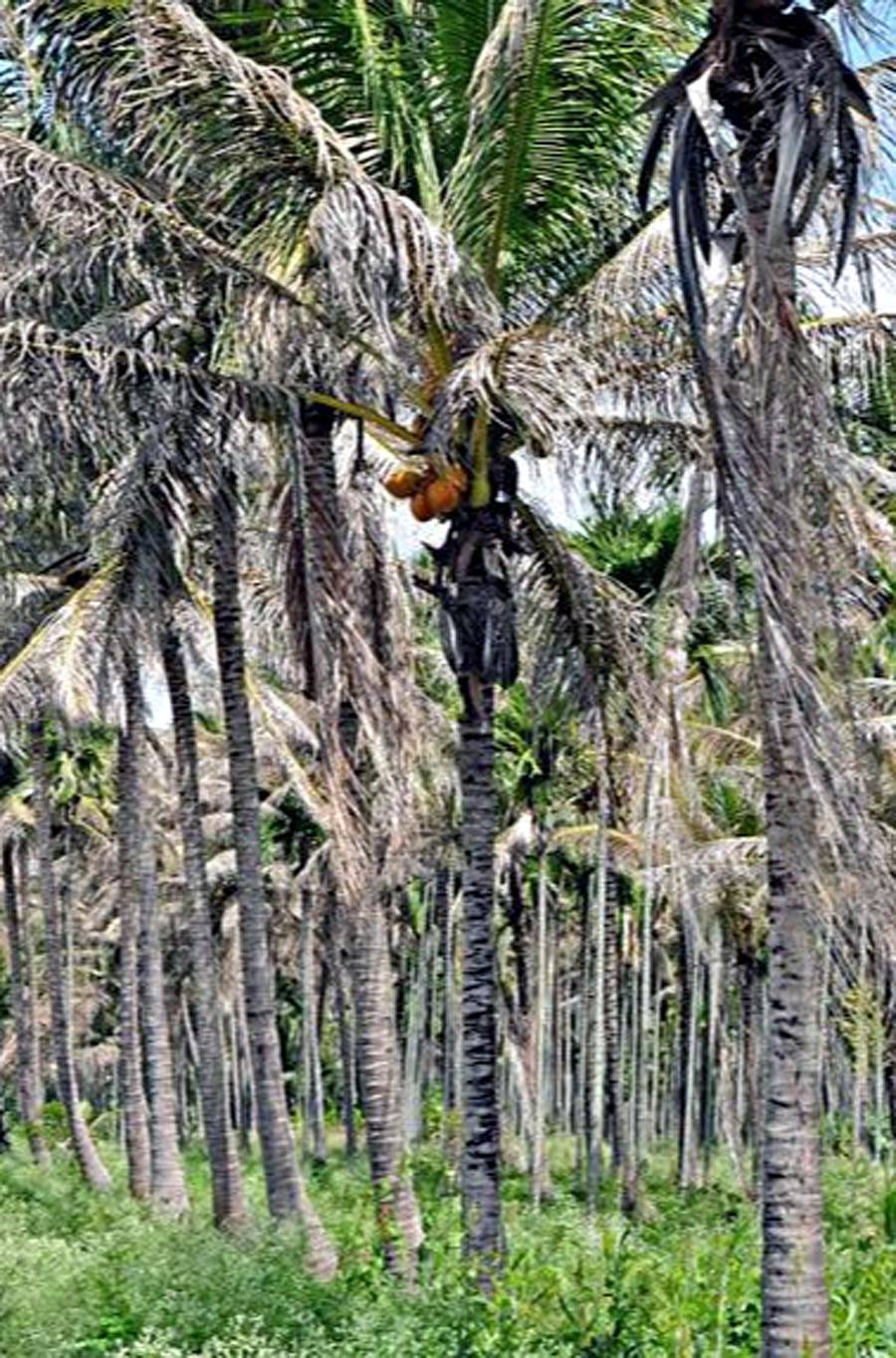 ಯಳಂದೂರು ತಾಲ್ಲೂಕಿನಲ್ಲಿ ರೋಗಬಾಧಿತ ತೆಂಗಿನ ಮರಗಳು