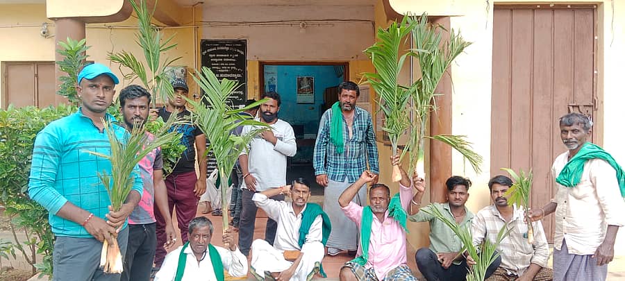 ಹೊಳೆಹೊನ್ನೂರಿನ ಪಟ್ಟಣ ಪಂಚಾಯಿತಿ ಕಚೇರಿ ಮುಂಭಾಗ ನಾಶಪಡಿಸಿದ ಅಡಿಕೆ ಸಸಿಗಳನ್ನು ಹಿಡಿದು ರೈತರು ಪ್ರತಿಭಟನೆ ನಡೆಸಿದರು