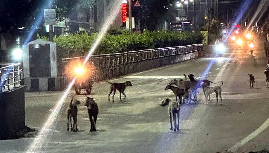 ಮುದ್ದೇಬಿಹಾಳ ಪಟ್ಟಣದ ಅಂಬೇಡ್ಕರ್ ವೃತ್ತದಲ್ಲಿ ಗುಂಪುಗುಂಪಾಗಿ ಸಂಚರಿಸುತ್ತಿರುವ ಬೀದಿ ನಾಯಿಗಳು