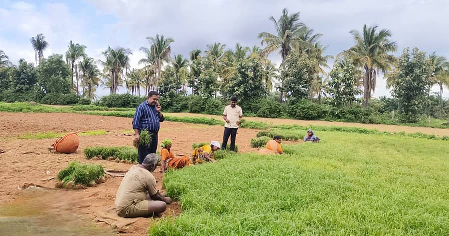 ನಾಟಿಗಾಗಿ ರಾಗಿ ಸಸಿಗಳನ್ನು ಕಿತ್ತು ಹೊಲಕ್ಕೆ ಸಾಗಿಸುತ್ತಿರುವ ರೈತರು
