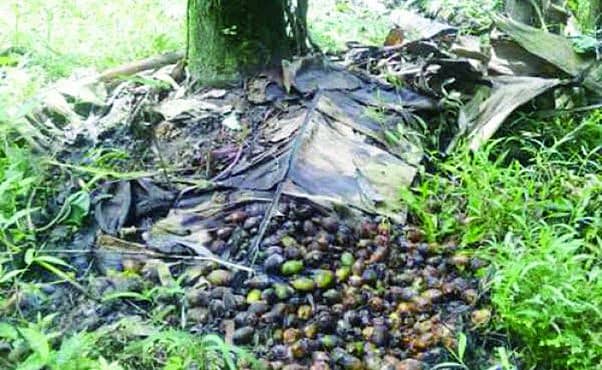 ತೀರ್ಥಹಳ್ಳಿ ತಾಲ್ಲೂಕಿನ ಗುಂಡಗದ್ದೆಯಲ್ಲಿ ಕೊಳೆ ರೋಗ ಬಾಧಿತ ಮರದಿಂದ ಉದುರಿದ ಅಡಿಕೆ ಕಾಯಿಗಳು