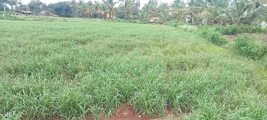 ತುರುವೇಕೆರೆ ತಾಲ್ಲೂಕಿನ ಬಾಣಸಂದ್ರ ಗ್ರಾಮ ಪಂಚಾಯಿತಿ ವ್ಯಾಪ್ತಿಯಲ್ಲಿ ರಾಗಿ ಪೈರು ಹಳದಿ ಬಣ್ಣಕ್ಕೆ ತಿರುಗಿದೆ