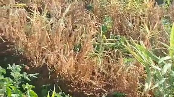 ನಂಜನಗೂಡು : ತರಗನಹಳ್ಳಿ ಗ್ರಾಮದಲ್ಲಿ ಶಿವಣ್ಣ ಅವರ ಜಮೀನಿನಲ್ಲಿ ಬೆಳೆದ ಶುಂಠಿ ಬೆಳೆಗೆ ಆರ್ಗನಿಕ್ ಪ್ರಾಡಕ್ಟ್ ಎಂಬ ಕಂಪನಿಯು ನೀಡಿದ ಔಷಧಿಯನ್ನು ಸಿಂಪರಣೆ ಮಾಡಿದ್ದರಿಂದ ಶುಂಠಿ ಬೆಳೆ ಸಂಪೂರ್ಣವಾಗಿ ನಾಶವಾಗಿದೆ.