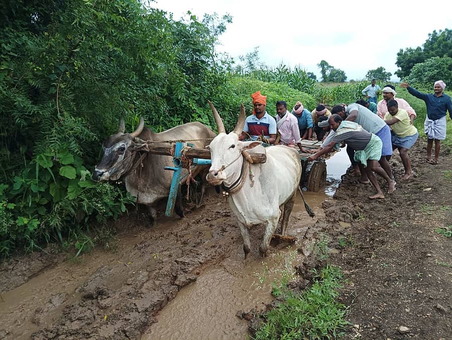 ಹೂವಿನಹಡಗಲಿ ತಾಲ್ಲೂಕು ನಾಗತಿಬಸಾಪುರದ ರೈತರು ಮಸಲವಾಡ ದಾರಿಯ ಕೆಸರಲ್ಲಿ ಸಿಲುಕಿರುವ ಎತ್ತಿನ ಬಂಡಿಯನ್ನು ಹೊರಗೆಳೆಯುತ್ತಿರುವುದು