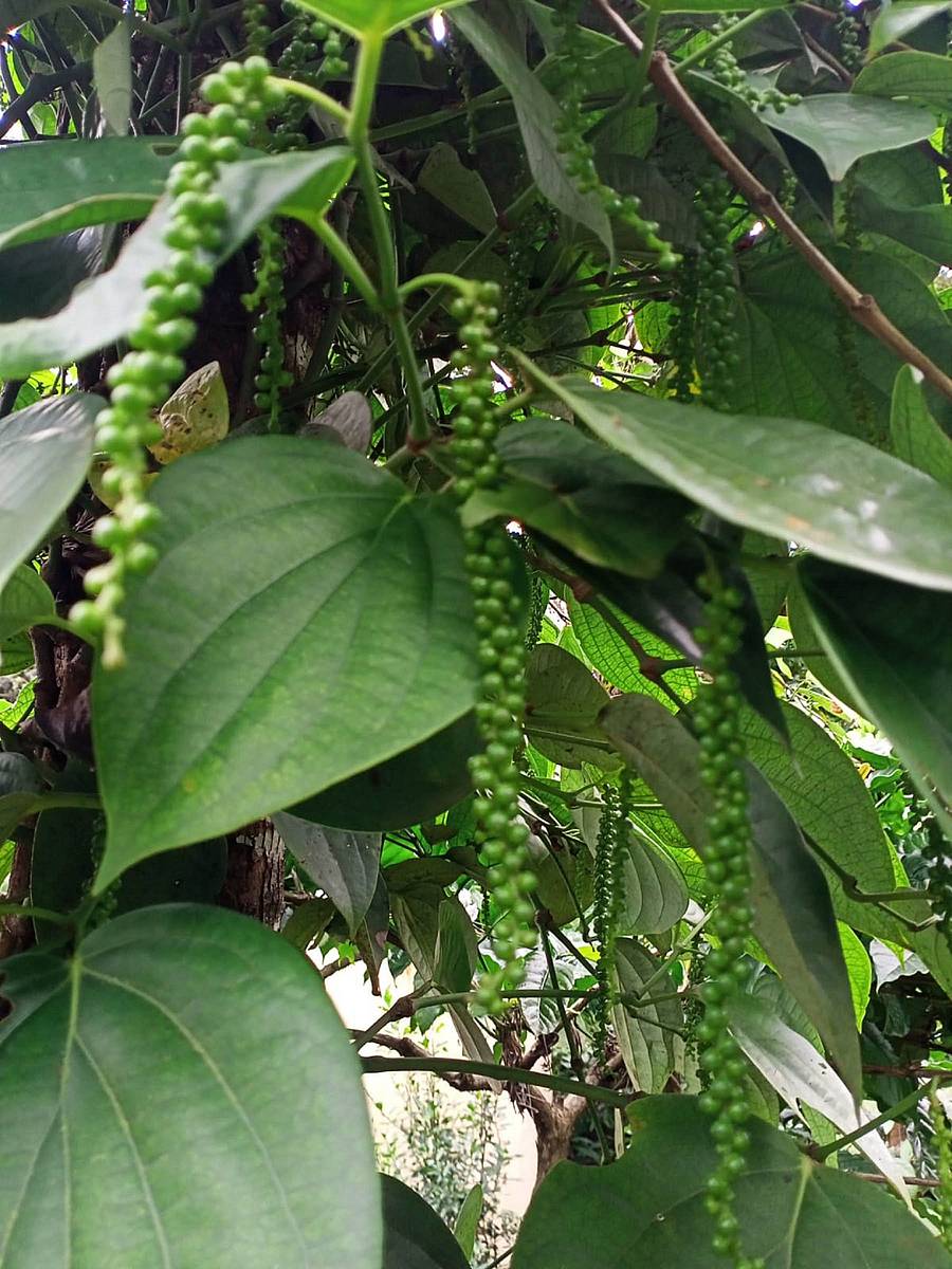 <div class="paragraphs"><p>ಕಡಿಮೆ ಪ್ರಮಾಣದಲ್ಲಿ ಕಾಳುಮೆಣಸು ಕಾಳು ಕಟ್ಟಿರುವುದು</p></div>