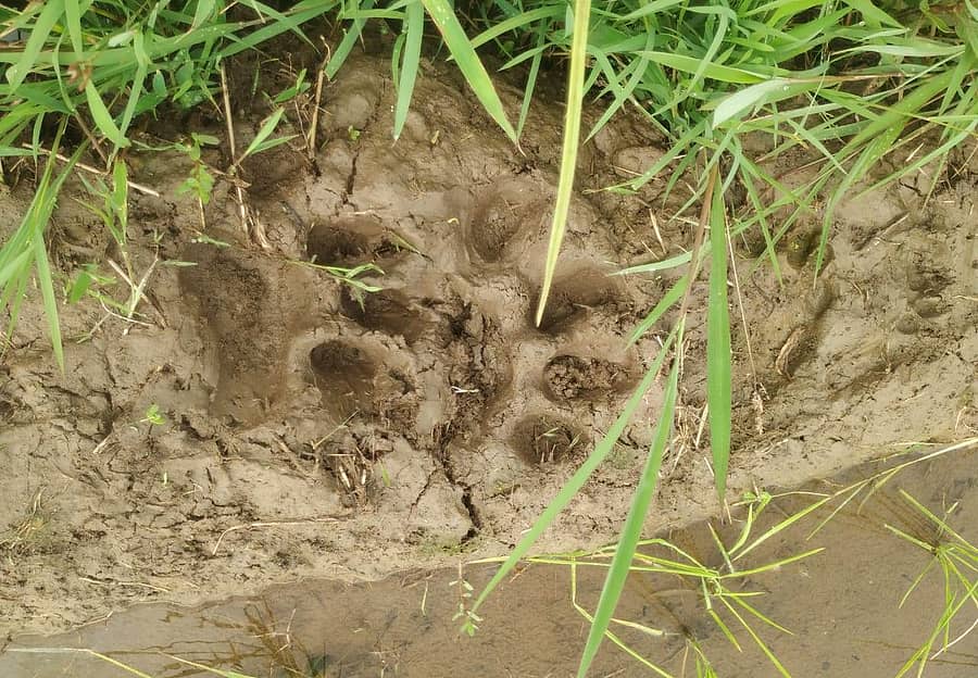 ಹುಣಸೂರು ತಾಲ್ಲೂಕಿನ ಬನ್ನಿಕುಪ್ಪೆ ಗ್ರಾಮದ ಗದ್ದೆ ಬಯಲಿನಲ್ಲಿ ಗುರುವಾರ ಬೆಳಗ್ಗೆ ಕಂಡು ಬಂದ ಚಿರತೆ ಹೆಜ್ಜೆ ಗುರುತು .