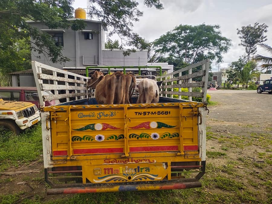 ಗುಂಡ್ಲುಪೇಟೆ ತಾಲ್ಲೂಕಿನ ತೆರಕಣಾಂಬಿ ಠಾಣಾ ವ್ಯಾಪ್ತಿಯಲ್ಲಿ ಕಸಾಯಿ ಖಾನೆಗೆ ಸಾಗಿಸುತ್ತಿದ್ದ ಜಾನುವಾರುಗಳು ಹಾಗೂ ವಾಹನವನ್ನು ವಶಕ್ಕೆ ಪಡೆದಿರುವುದು.