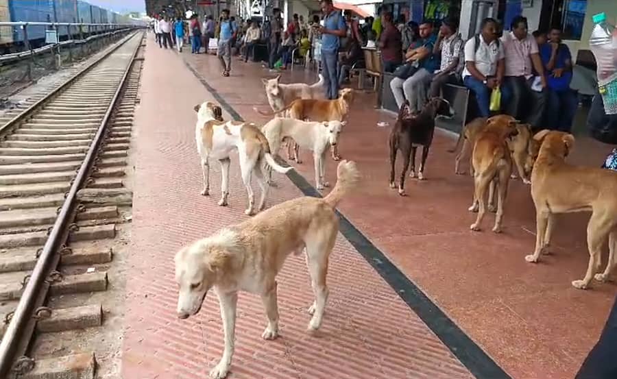 ಕಲಬುರಗಿ ರೈಲು ನಿಲ್ದಾಣದ ಫ್ಲಾಟ್ಫಾರ್ಮ್ ಒಂದರ ಮೇಲೆ ನಿಂತ ಬೀದಿ ನಾಯಿಗಳು