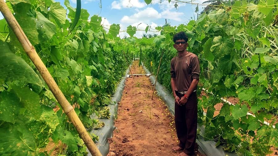 ಬನಹಟ್ಟಿ ಸಮೀಪದ ಯಲ್ಲಟ್ಟಿಯ ಮಾರ್ಗದಲ್ಲಿ ರೈತ ದಯಾನಂದ ಹೊರಟ್ಟಿ ಹೀರೇಕಾಯಿ ಬೆಳೆದಿರುವುದು