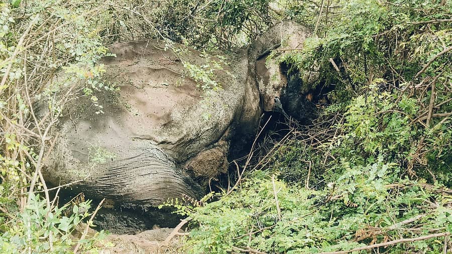 ಹನೂರು ತಾಲ್ಲೂಕಿನ ಬಿಳಿಗಿರಿ ರಂಗನಾಥ ಸ್ವಾಮಿ ಹುಲಿ ಸಂರಕ್ಷಿತ ಅರಣ್ಯ ವ್ಯಾಪ್ತಿಯ ಬೈಲೂರು ವನ್ಯಜೀವಿ ವಲಯದಲ್ಲಿ ಮತ್ತೊಂದು ಆನೆಯ ಮೃತದೇಹ ಶನಿವಾರ ಪತ್ತೆಯಾಗಿದೆ.
