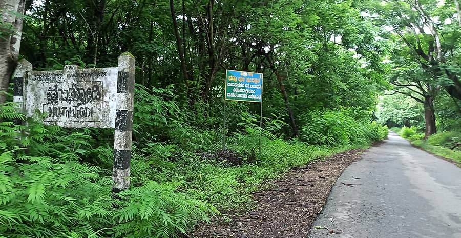 ಭದ್ರಾ ಅಭಯಾರಣದಲ್ಲಿರುವ ಮುತ್ತೋಡಿ ರಸ್ತೆ