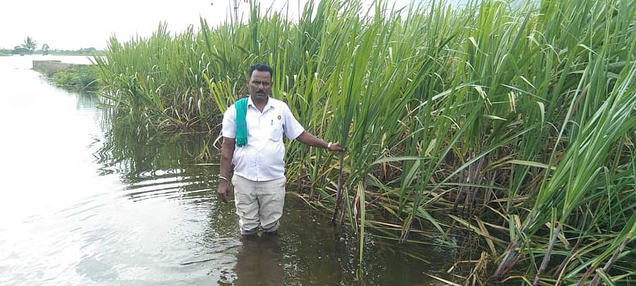 <div class="paragraphs"><p>ಚಿಕ್ಕೋಡಿ ತಾಲ್ಲೂಕಿನ ಹುಲಗಬಾಳಿ ಗ್ರಾಮ ವ್ಯಾಪ್ತಿಯ ಕಬ್ಬಿನ ಗದ್ದೆಗಳಲ್ಲಿ ಮೊಳಕಾಲುದ್ದ ನೀರು ಕಳೆದ ಒಂದು ವಾರದಿಂದ ಕಟ್ಟಿಕೊಂಡಿದೆ. ಇದರಿಂದ ಕಬ್ಬು ಕೊಳೆಯುವ ಆತಂಕ ಎದುರಾಗಿದೆ. –</p></div>