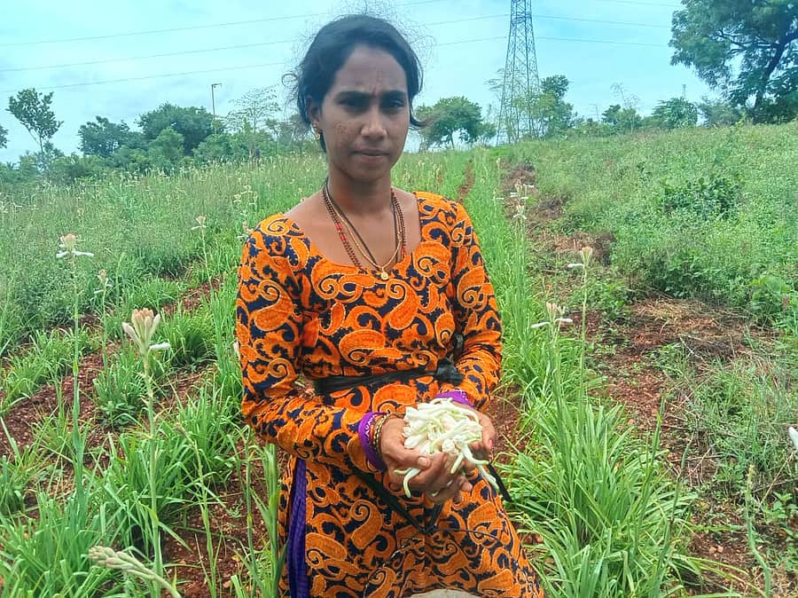 ನಾಗಮಂಗಲ ತಾಲ್ಲೂಕಿನ ಬುರುಡುಗುಂಟೆ ಗ್ರಾಮದ ಎಸ್.ಕವಿತಾ ಅವರು ತಮ್ಮ ಜಮೀನಿನಲ್ಲಿ ಬೆಳೆದ ಸುಗಂಧರಾಜ ಹೂ ತೋರಿಸುತ್ತಿರುವುದು
