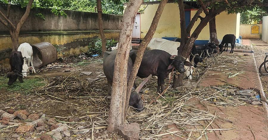 ಮಹಾಲಿಂಗಪುರ ಬಳಿಯ ಶಾಲಾ ಆವರಣದಲ್ಲಿ ಜಾನುವಾರುಗಳನ್ನು ಕಟ್ಟಿರುವುದು