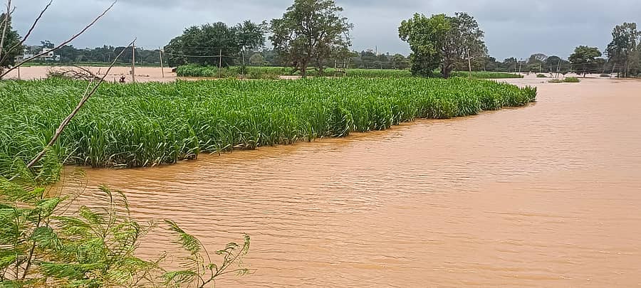 ಬೆಳಗಾವಿ ಹೊರವಲಯದಲ್ಲಿ ಕಬ್ಬಿನ ಗದ್ದೆಗೆ ಮಾರ್ಕಂಡೇಯ ನದಿ ನೀರು ನುಗ್ಗಿದೆ