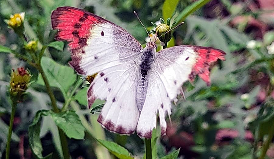 ಕೊಲೊಟಿಸ್ ಡಾನೆ ಚಿಟ್ಟೆ ಹೂವಿಂದ ಮಕರಂದ ಸಂಗ್ರಹಿಸುವ ಹೊತ್ತು.