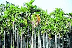 <div class="paragraphs"><p>ಅಡಿಕೆ </p></div>