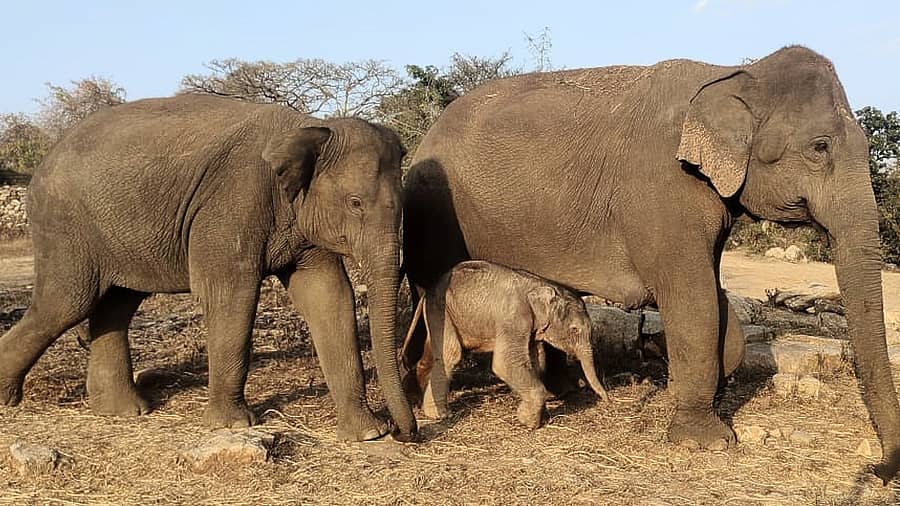 <div class="paragraphs"><p>ಆನೆಗಳು</p></div>