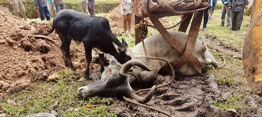 ಮಡಿಕೇರಿಯ ಓಂಕಾರೇಶ್ವರ ದೇವಸ್ಥಾನದ ಆವರಣದಲ್ಲಿದ್ದ ‘ನಂದೀಶ’ ಎತ್ತಿನ ದೇಹವನ್ನು ಅಂತ್ಯಸಂಸ್ಕಾರ ನಡೆಸುತ್ತಿದ್ದ ವೇಳೆ ಅಲ್ಲೇ ಇದರ ಜೊತೆ ಇರುತ್ತಿದ್ದ ಕರುವೊಂದು ಬಿಟ್ಟಿಲಾರದೇ ದೇಹವನ್ನು ನೇವರಿಸುತ್ತಿದ್ದ ದೃಶ್ಯ ಸೋಮವಾರ ಕಂಡು ಬಂತು