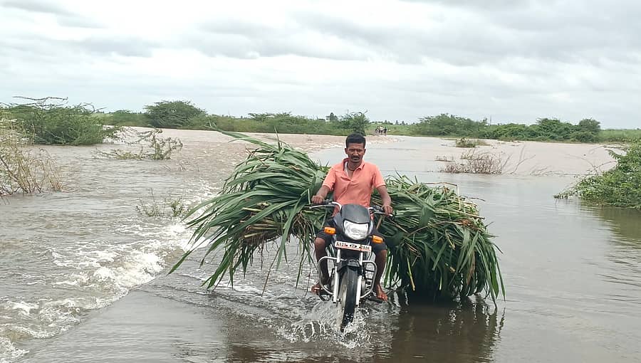 <div class="paragraphs"><p>ಬೆಳಗಾವಿ ಜಿಲ್ಲೆಯ ಕಾಗವಾಡ ತಾಲ್ಲೂಕಿನ ಕೃಷ್ಣಾ ಕಿತ್ತೂರು ಗ್ರಾಮದಲ್ಲಿ ರೈತರೊಬ್ಬರು ಪ್ರವಾಹದ ಮಧ್ಯೆಯೇ ಬೈಕ್ ಓಡಿಸಿಕೊಂಡು ಜಾನುವಾರುಗಳಿಗೆ ಮೇವು ತಂದರು </p></div>