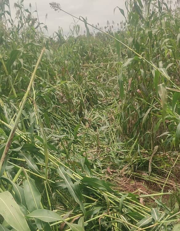 ಗುಂಡ್ಲುಪೇಟೆ ತಾಲ್ಲೂಕಿನ ಓಂಕಾರ್ ವಲಯ ವ್ಯಾಪ್ತಿ ಕೋಟೆಕೆರೆ ಗ್ರಾಮದ ರೈತರ ಜಮೀನುಗಳ ಮೇಲೆ ಕಾಡಾನೆಗಳು ದಾಳಿ ನಡೆಸಿ ಫಸಲು ನಾಶಪಡಿಸಿವೆ