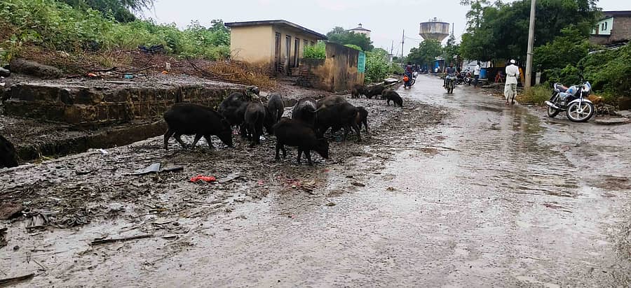 ಅಫಜಲಪುರ ತಾಲ್ಲೂಕಿನ ಮಾಶಾಳ ಗ್ರಾಮದ ಉರ್ದು ಮತ್ತು ಕನ್ನಡ ಹಿರಿಯ ಪ್ರಾಥಮಿಕ ಶಾಲೆಗೆ ಸಂಚರಿಸುವ ರಸ್ತೆ ಮಳೆಗೆ ಹಾಳಾಗಿದೆ