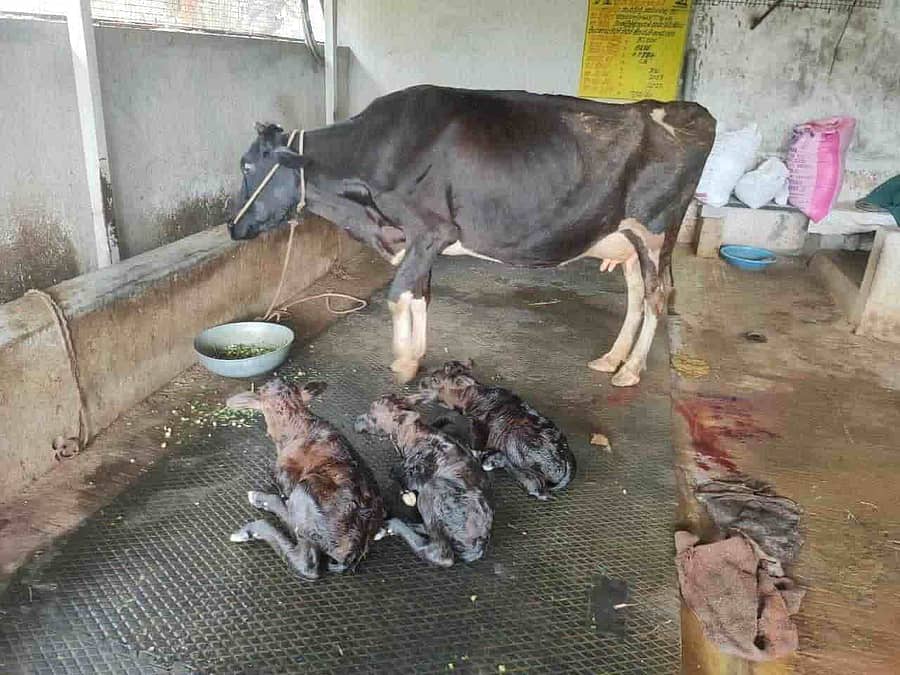 ಹಾರೋಹಳ್ಳಿ ತಾಲೂಕು ಗೊಟ್ಟಿಗೆಹಳ್ಳಿ ಗ್ರಾಮದಲ್ಲಿ ಸೀಮೆ ಹಸುವೊಂದು ಮೂರು ಕರುಗಳಿಗೆ ಜನ್ಮ ನೀಡಿದೆ