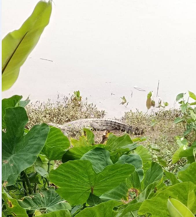 <div class="paragraphs"><p>ಉಪ್ಪಿನಂಗಡಿಯ ನೇತ್ರಾವತಿ ನದಿ ದಡದಲ್ಲಿ ಮೊಸಳೆಯೊಂದು ಕಂಡು ಬಂದಿದೆ</p></div>