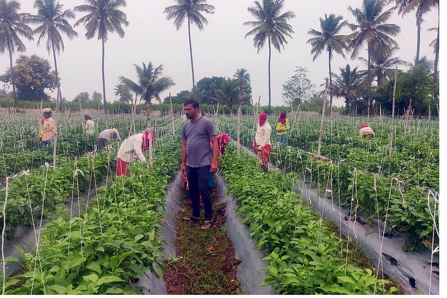 ಬನಹಟ್ಟಿ ಸಮೀಪದ ಯಲ್ಲಟ್ಟಿ ಗ್ರಾಮದ ಯುವ ರೈತ ಪ್ರಕಾಶ ಕೊಳಕಿ ತಮ್ಮ ತೋಟದಲ್ಲಿ ಎರಡು ಎಕರೆಯಲ್ಲಿ ಕ್ಯಾಪ್ಸಿಕಾಮ್ ಬೆಳೆದಿರುವುದು