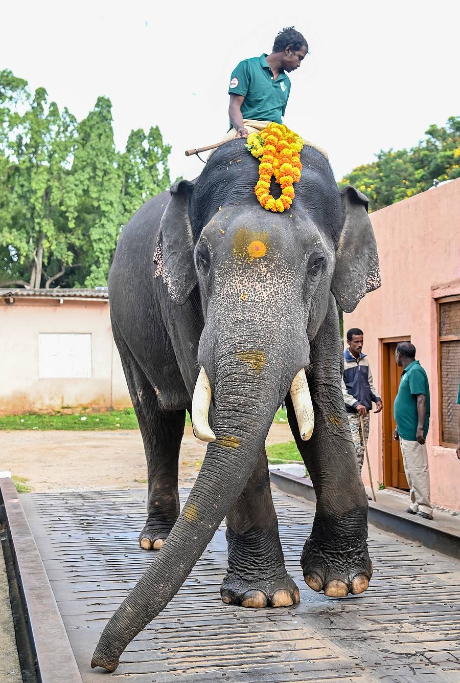 ಮೈಸೂರಿನ ಧನ್ವಂತರಿ ರಸ್ತೆಯ ಎಲೆಕ್ಟ್ರಾನಿಕ್ ವ್ಹೇಬ್ರಿಡ್ಜ್‌ನಲ್ಲಿ ಶುಕ್ರವಾರ ನಡೆದ ತೂಕ ಪರೀಕ್ಷೆಯಲ್ಲಿ ದುಬಾರೆ ಆನೆ ಶಿಬಿರದ ‘ಸುಗ್ರೀವ’ –ಪ್ರಜಾವಾಣಿ ಚಿತ್ರ/ ಅನೂಪ್ ರಾಘ.ಟಿ.