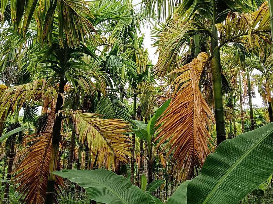 ಎಲೆಚುಕ್ಕೆ ರೋಗ ಬಾಧಿಸಿರುವ ಅಡಿಕೆ ಮರಗಳ ಎಲೆಗಳು ಹಳದಿ ಬಣ್ಣಕ್ಕೆ ತಿರುಗಿರುವುದು