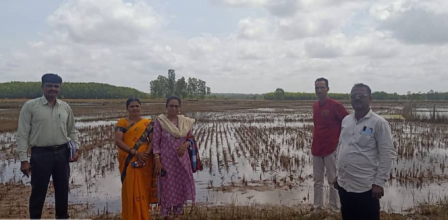 ಸಾಗರ ತಾಲ್ಲೂಕಿನ ತಾಳಗುಪ್ಪ ಹೋಬಳಿಯಲ್ಲಿ ಮಳೆಯಿಂದ ಜಲಾವೃತಗೊಂಡ ಭತ್ತದ ಗದ್ದೆಯನ್ನು ಕೃಷಿ ಇಲಾಖೆ ಸಿಬ್ಬಂದಿ ಪರಿಶೀಲಿಸಿದರು