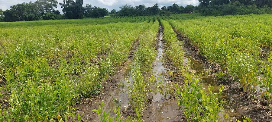 ಚಿಂಚೋಳಿ ತಾಲ್ಲೂಕು ಚಿಮ್ಮಾಈದಲಾಯಿ ಗಾರಂಪಳ್ಳಿ ಮಧ್ಯೆ ಬರುವ ತೊಗರಿ ಹೊಲದಲ್ಲಿ ಮಳೆ ನೀರು ನಿಂತು ತೊಗರಿ ಬೆಳೆ ಒಣಗುತ್ತಿರುವುದು