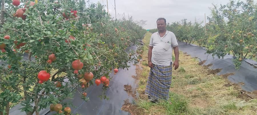 ಡಂಬಳ ಹೋಬಳಿ ವ್ಯಾಪ್ತಿಯ ಜಂತಲಿಶಿರೂರ ಗ್ರಾಮದ ರೈತ ಟೆಲಿಕಾಂ ಎಂಜಿನಿಯರ್‌ ವಿಜಯ ಶಿರುಂಧ ನರೇಗಾ ಸಹಾಯಧನದಲ್ಲಿ ಉತ್ತಮವಾಗಿ ದಾಳಿಂಬಿ ಬೆಳೆದಿರುವ ಚಿತ್ರಣ