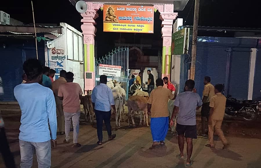 ಮಸ್ಕಿ ಪುರಸಭೆ ಸಿಬ್ಬಂದಿ ಶುಕ್ರವಾರ ರಾತ್ರಿ ಬಿಡಾಡಿ ದನಗಳನ್ನು ಸ್ಥಳಾಂತರಿಸಿದರು