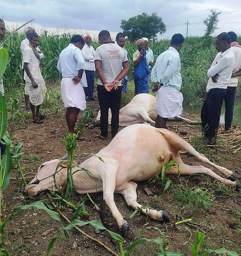 ಪಡಗಾನೂರ ಗ್ರಾಮದ ಯಮನಪ್ಪ ವಡ್ಡೋಡಗಿ ಎಂಬುವವರಿಗೆ ಸೇರಿದ ಎತ್ತುಗಳು ಎತ್ತಿನಗಾಡಿ ಸಮೇತ ಭಾವಿಗೆ ಬಿದ್ದು ಸಾವಿಗೀಡಾಗಿರುವುದು.