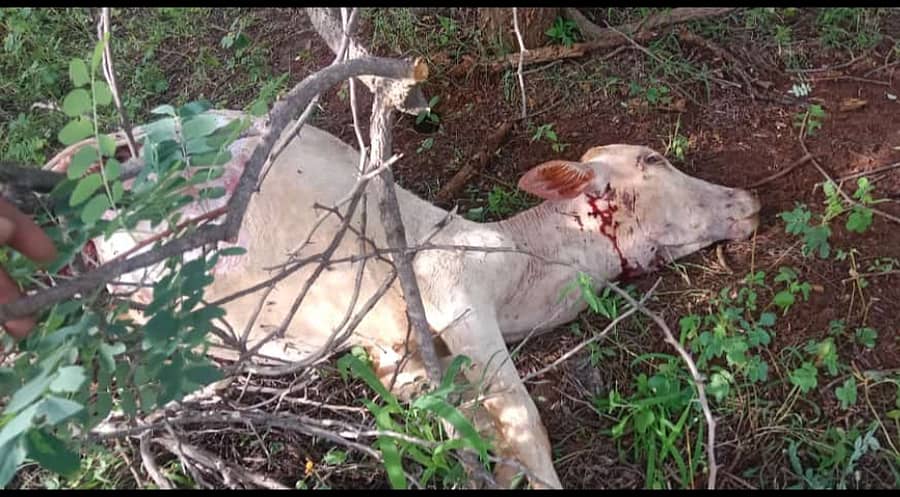 ಗದ್ದಗಿ ಗ್ರಾಮದಲ್ಲಿ ಆಕಳು ಕರುವನ್ನು ಚಿರತೆ ಕೊಂದಿರುವುದು