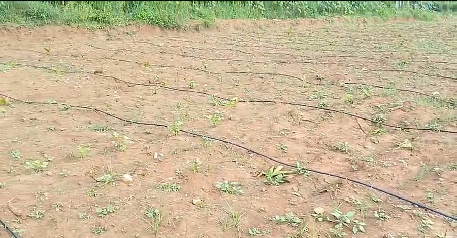 ಮಾರಶೆಟ್ಟಿಹಳ್ಳಿಯಲ್ಲಿ ರೈತ ಮಹೇಶ್ ಅವರ ಅಡಿಕೆ ಸಸಿಗಳನ್ನು ಕತ್ತರಿಸಿರುವ ಕಿಡಿಗೇಡಿಗಳು