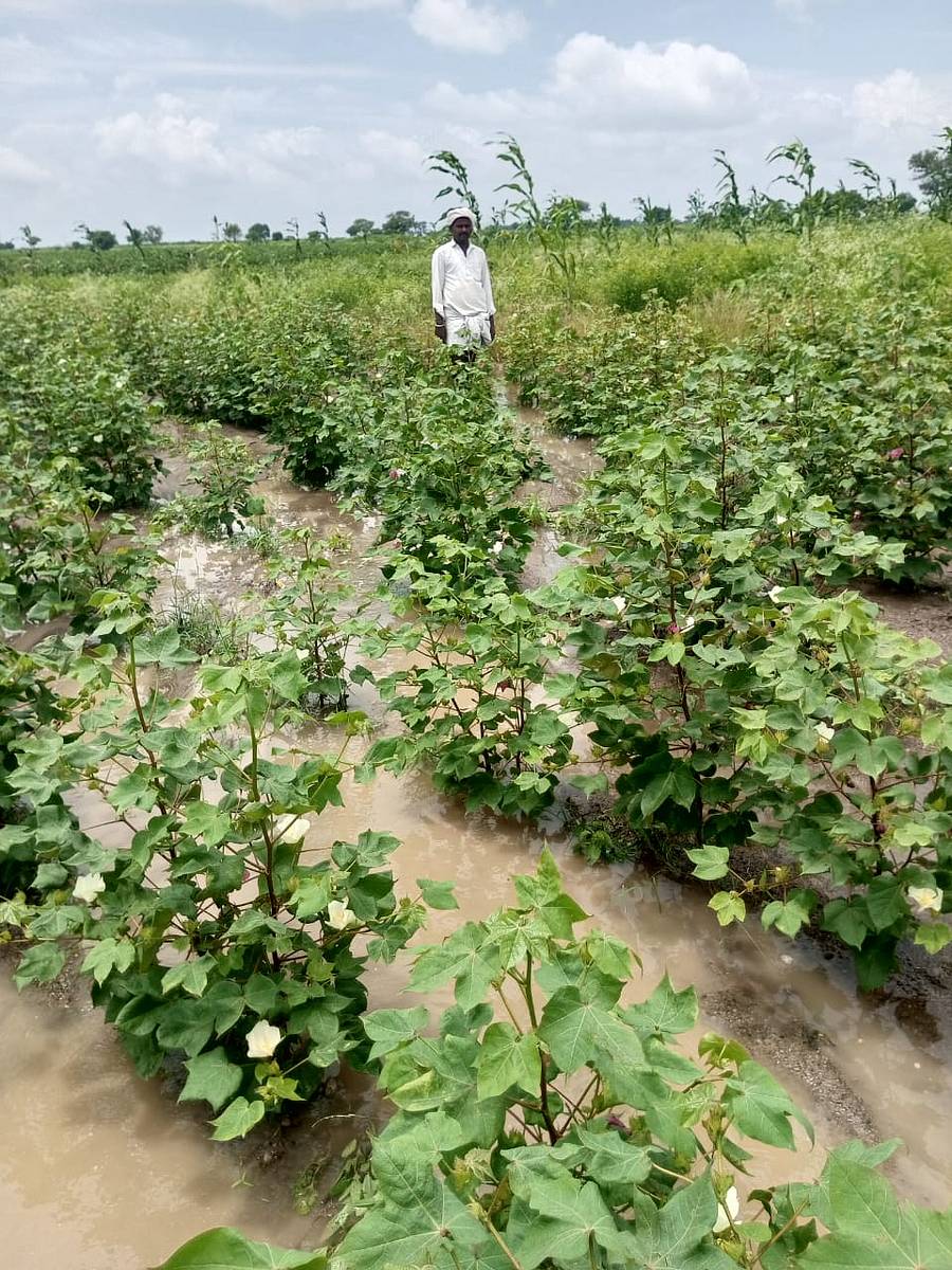 ಕೆಂಭಾವಿ ಪಟ್ಟಣದ ರೈತ ಮುದೆಪ್ಪ ಪೂಜಾರಿ ಅವರ ಜಮೀನಿನ ಹತ್ತಿ ಬೆಳೆಯಲ್ಲಿ ನಿಂತಿರುವ ಮಳೆ ನೀರು