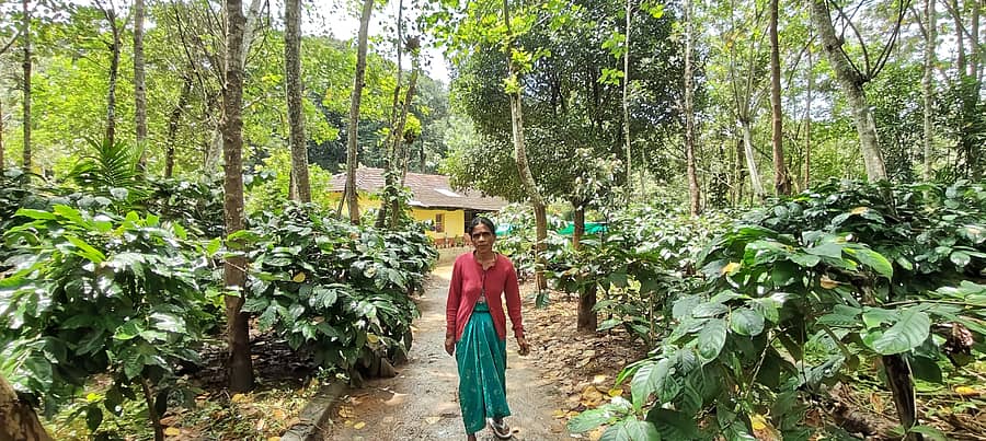 ಸಾರಗೂಡು ಮೀಸಲು ಅರಣ್ಯದೊಳಗಿನ ಮಂಡಗುಳಿಹಾರದಲ್ಲಿ ನೆಲೆಸಿರುವ ನಿವಾಸಿಗಳು