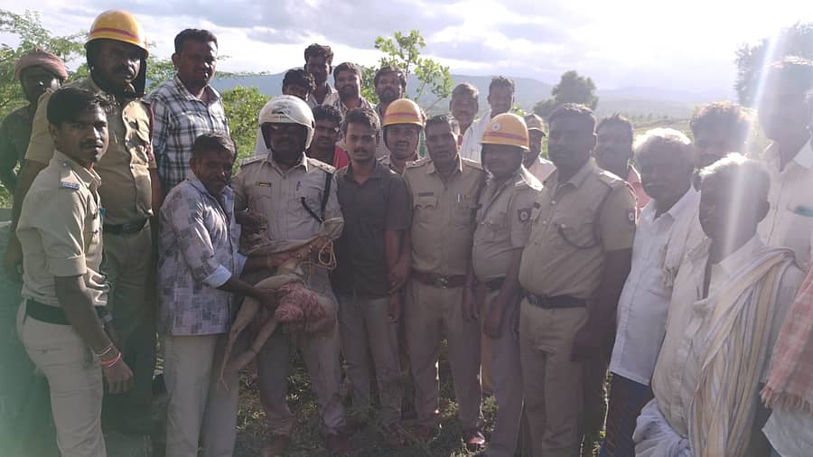 ಹಿರಿಯೂರು ತಾಲ್ಲೂಕಿನ ಪಿಲ್ಲಾಜನಹಳ್ಳಿಯ ನಿಂಗಣ್ಣ ಅವರ ತೋಟದ ಬಾವಿಗೆ ಬಿದ್ದಿದ್ದ ನರಿಯನ್ನು ಬುಧವಾರ ಅರಣ್ಯ ಮತ್ತು ಅಗ್ನಿಶಾಮಕ ಇಲಾಖೆ ಸಿಬ್ಬಂದಿ ರಕ್ಷಿಸಿದರು