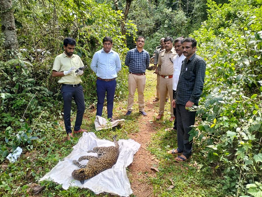 ಸಿದ್ದಾಪುರ ತಾಲ್ಲೂಕಿನ ಹೆನ್ನೂರು ಗ್ರಾಮದಲ್ಲಿ ಆಕಸ್ಮಿಕವಾಗಿ ಬಾವಿಯಲ್ಲಿ ಬಿದ್ದು ಮೃತ ಪಟ್ಟ ಚಿರತೆ.