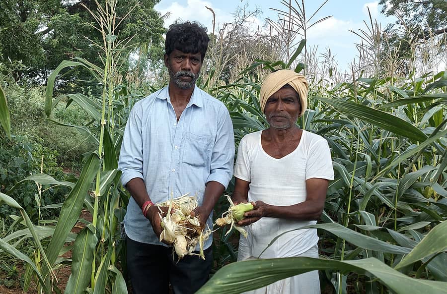 ಅಳವಂಡಿ ಹೋಬಳಿಯ ಬೆಟಗೇರಿ ಗ್ರಾಮದಲ್ಲಿ ಕೋತಿಗಳ ಹಾವಳಿಯಿಂದ ಹಾಳಾದ ಬೆಳೆಯನ್ನು ತೋರಿಸುತ್ತಿರುವ ರೈತರು