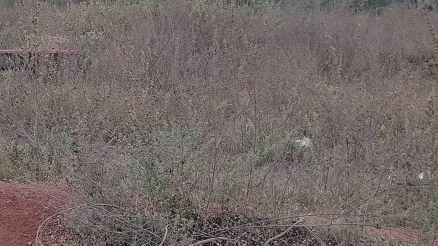 <div class="paragraphs"><p>ಪ್ರಾತಿನಿಧಿಕ ಚಿತ್ರ</p></div>