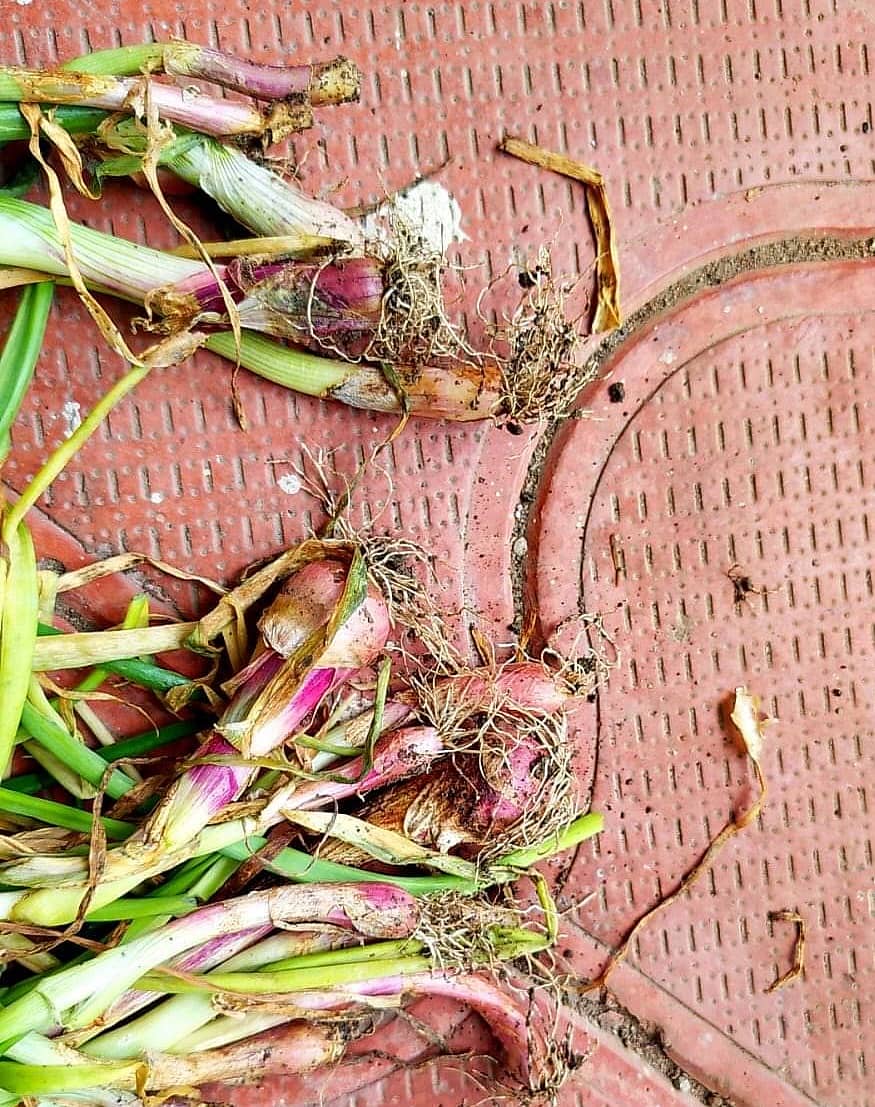 ಬಾಗಲಕೋಟೆ ಜಿಲ್ಲೆಯಲ್ಲಿ ಈರುಳ್ಳಿಗೆ ಕೊಳೆರೋಗ ತಗುಲಿರುವುದು